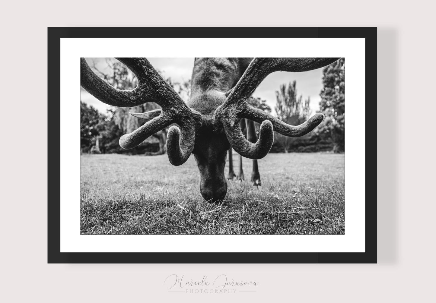 Deer Majesty